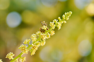 mango plant or mango tree or Mangifera Indica, Mango Mangifera indica L or Mangifera austroyunnanensis Hu or ANACARDIACEAE or mango flower