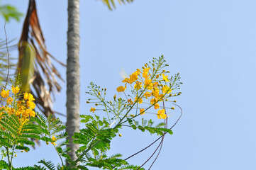 Caesalpinia pulcherrima ,  Barbados pride or Dwarf Poinciana or Peacock flower or FABACEAE or LEGUMINOSAE CAESALPINIOIDEAE or yellow flower