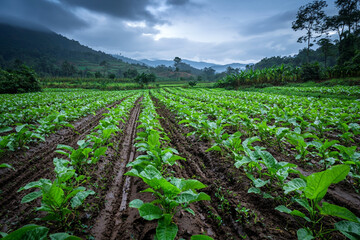 Obraz premium Lush green tobacco plantation rows in mountain valley landscape soil view on transparent background