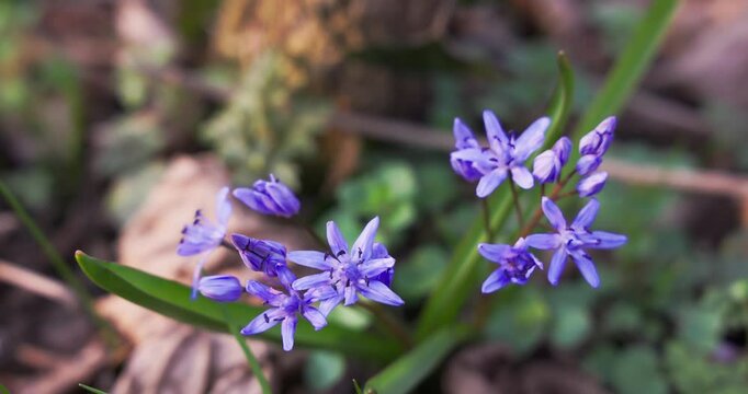 A close-up of Scilla bifolia, alpine squill or two-leaf squill