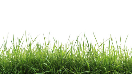 Fototapeta premium grass transparent background png