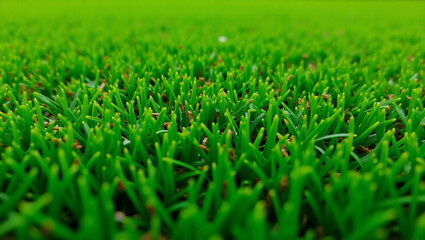 Fototapeta premium A lush, vibrant green grass field stretching out under bright sunlight, showcasing the natural beauty of a well-maintained lawn.