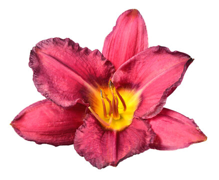 Bouquet flowers purple day lily beautiful delicate isolated on white background. Creative spring concept. Star shape. Floral pattern, object. Flat lay, top view - Powered by Adobe