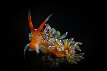 Sea slug 