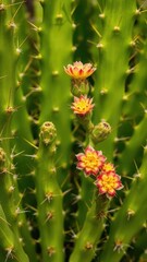 Detail of the green leaves and stems of an espostoa cactus, flowers, stems, green plants