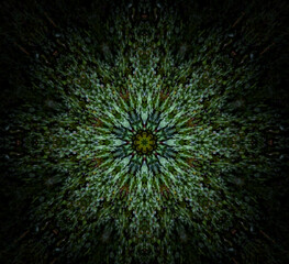 A mandala generated from a view of a tropical forrest flower and math design to create an abstract...