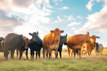 Curious cows in sunlit paddock in the afternoon