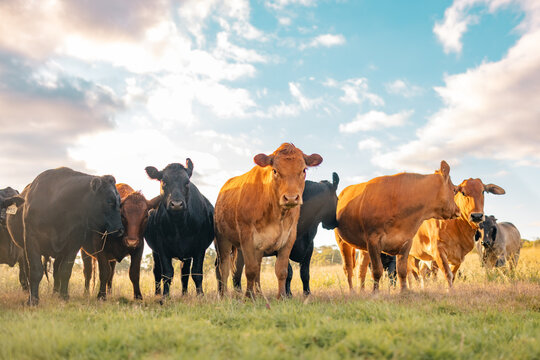 Curious cows in sunlit paddock in the afternoon