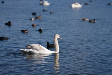 a group of swans and ducks swim in the beautiful lake of Hakone, Japan, at the foot of the famous...