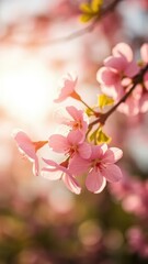 Obraz premium Delicate pink petals on a branch in the warm sunlight, spring, warmth, pink flowers