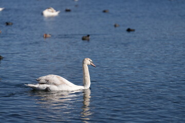 a group of swans and ducks swim in the beautiful lake of Hakone, Japan, at the foot of the famous fuji mountain.