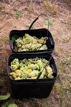 Fruit pickers bucket of grapes