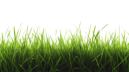Obraz premium grass transparent background png