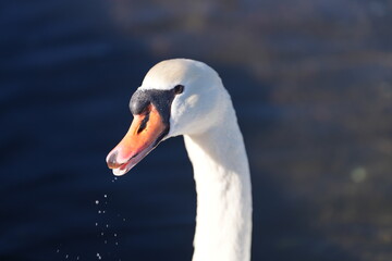 Obraz premium a beautiful swan floats on the quiet lake water