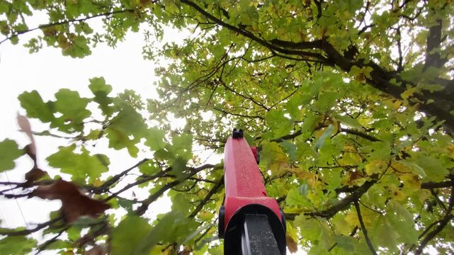 Pruning of trees with electric pole chain saw with long handle for tree trimming. Cutting oak branches in the garden, gardener POV.