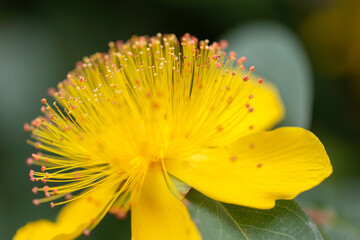 sungold St.John's wort