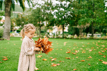 Little girl folds orange leaves into a bouquet while standing on a green lawn