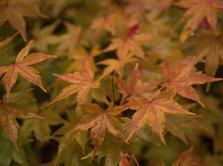 11月に色付いたカエデの葉