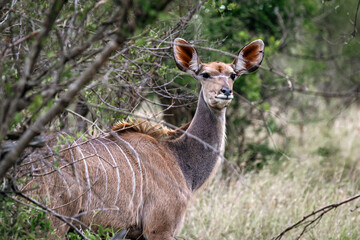 Female Greater Kudu portrait, african savanna, Kruger National Park, South Africa