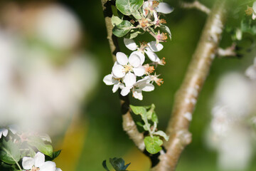 apple tree blooming, white flowers 