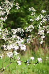 apple tree blossom with white flowers in a green summer garden 