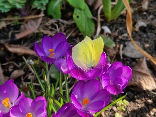 Ein gelber Schmetterling sitzt auf einem lila Krokuss.  Zitronenfalter Gonepteryx rhamni und Crocus.
Insekten im Frühling .