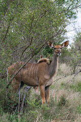 Female Greater Kudu portrait, african savanna, Kruger National Park, South Africa