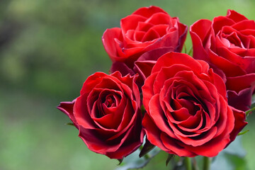 赤い薔薇