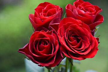 赤い薔薇