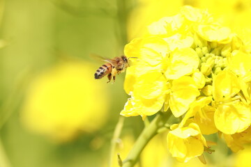 Obraz premium bee on yellow flower
