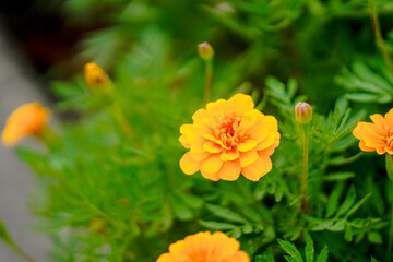 Bright orange marigold flowers bloom amidst lush green foliage, creating vibrant garden scene that evokes feelings of joy and warmth