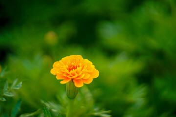 Bright orange marigold flower blooming amidst lush green foliage, showcasing its vibrant petals and intricate layers, creating cheerful and lively atmosphere