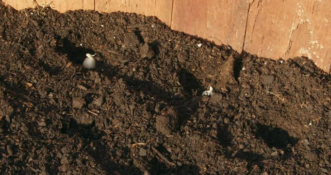 A woman is planting Sparaxis bulbs in a garden pot