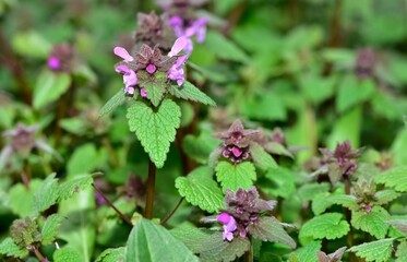 photos of wildflowers and wildflowers. dead nettle flower.
