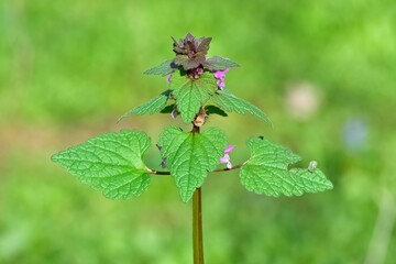 photos of wildflowers and wildflowers. dead nettle flower.