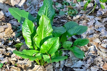 Images of wild flowers and plants. Photos of medicinal plants.