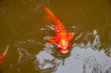 A goldfish at the water's surface.