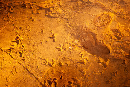 Fossilised dinosaur tracks in stone at the Lark Hill Quarry.
