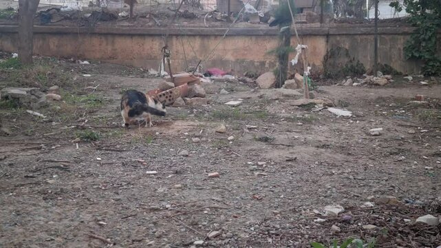 The cat digs a hole and defecates in it.