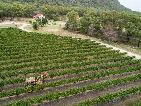 Old tractor driving through rows of grape vines in vineyard