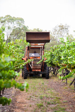 Tractor among vines in vineyard