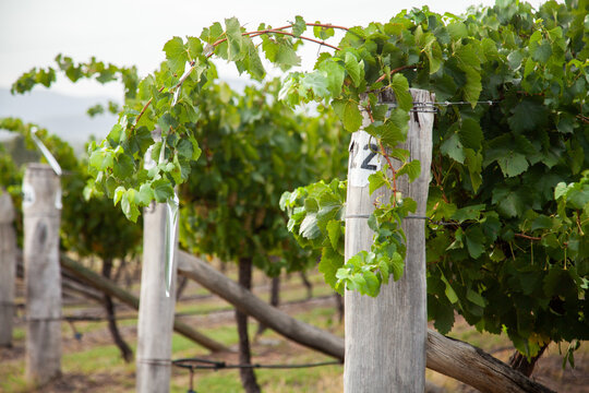 Row numbers in vineyard