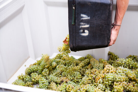 Bucket of grapes being tipped into 1/2 ton grape bins