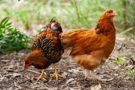 Golden Laced Wyandotte cockerel and a pullet