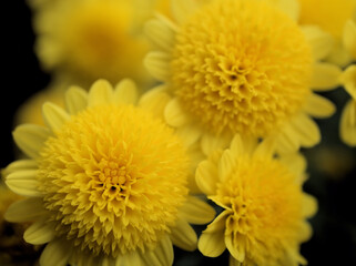 11月に咲いた小さくて黄色いキク「和光（ワコウ）」