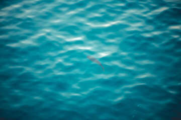 Water texture with waves and splashes from fish, Water texture, fish swimming underwater, natural natural water, sea background