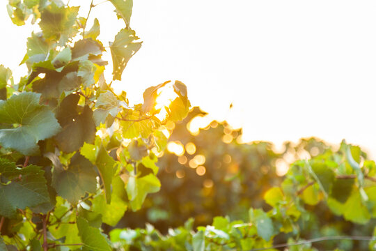 Golden light through green summer grape vine leaves with copy space