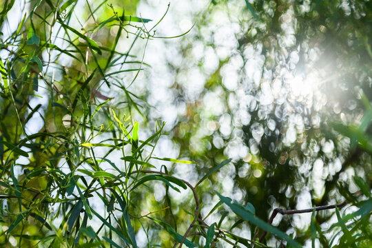 Sunlight shining through green leaves of native tree with green bokeh background