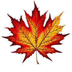 maple leaf isolated on white