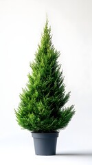 Charming small christmas tree symbolizing a long-term campaign focused on running an evergreen sale concept